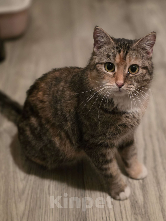 Кошки в Москве: Наиласковейшая девочка Муля ждёт семью Девочка, Бесплатно - фото 3