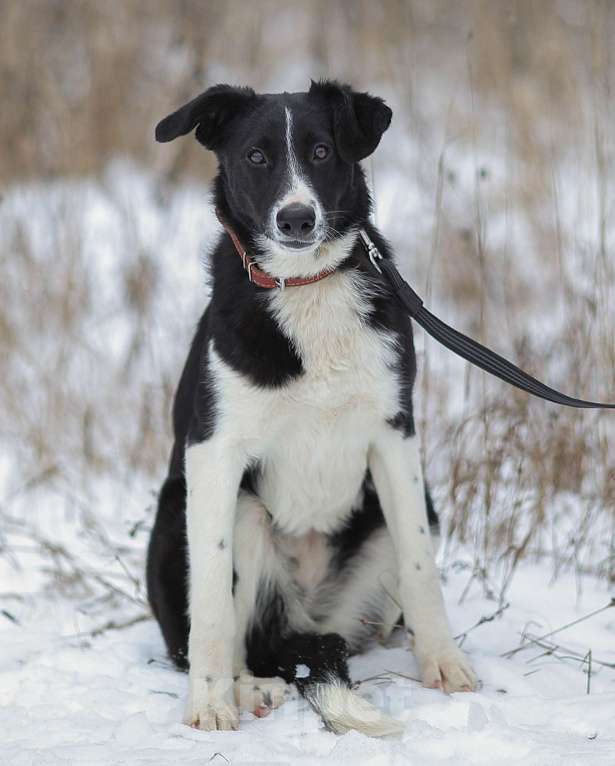 Собаки в Москве: Кнопочка Девочка, Бесплатно - фото 4
