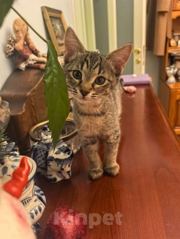 Кошки в других городах Московской области: Отдаём котёнка в добрые руки, только по договору ответственного содержания животного Мальчик, 1 000 руб. - фото 2