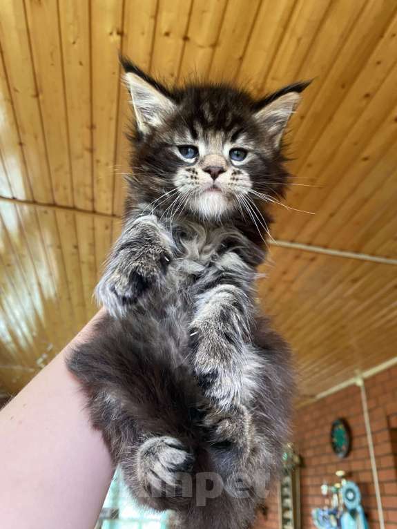 Кошки в других городах Московской области: Мальчишка мейн-кун Мальчик, 60 000 руб. - фото 4