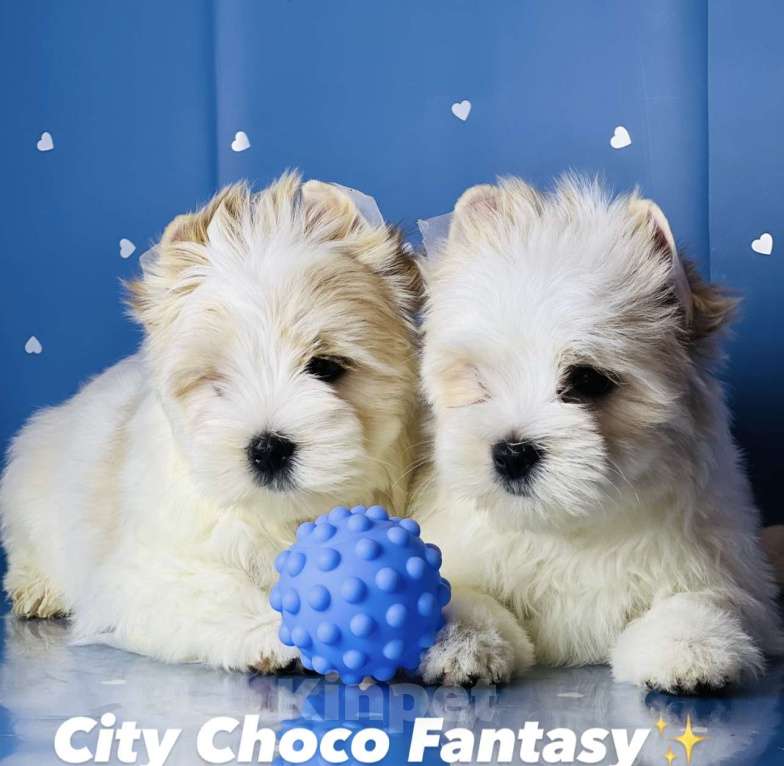 Собаки в Котельнике: Бело золотые йорки Голд Берри  Мальчик, 45 000 руб. - фото 5