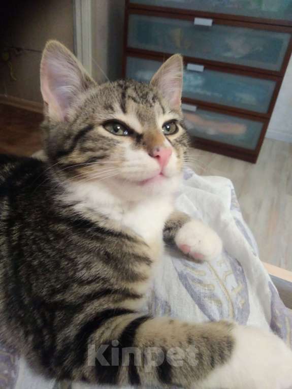 Кошки в Санкт-Петербурге: Мелкий из под колес Мальчик, Бесплатно - фото 3