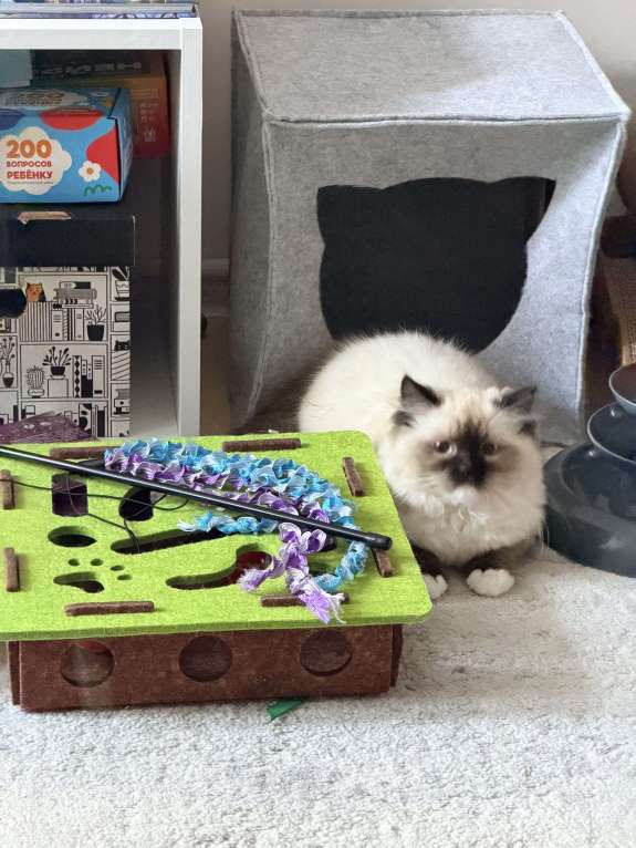 Кошки в Котельнике: Продам котенка 4 месяца Девочка, 30 000 руб. - фото 1