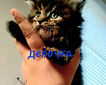 Кошки в Наро-Фоминске: Мейнкун Девочка, 45 000 руб. - фото 1