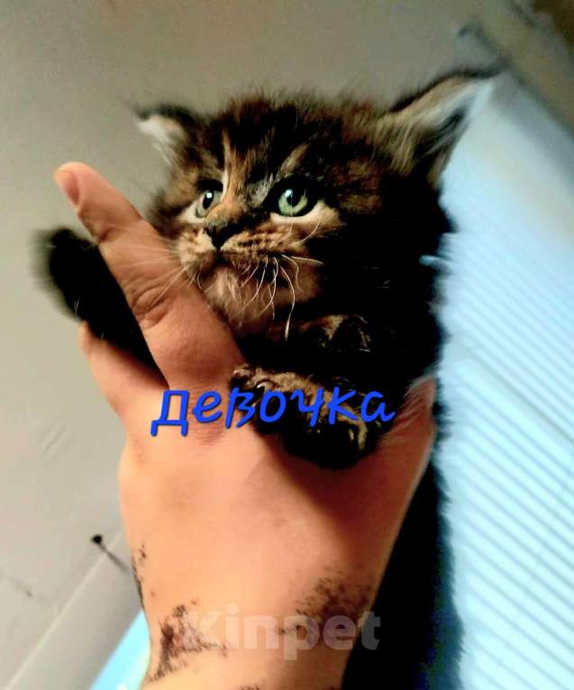 Кошки в Наро-Фоминске: Мейнкун Девочка, 45 000 руб. - фото 1