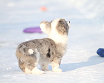 Собаки в Москве: Вельш корги кардиган -мальчик Мальчик, 60 000 руб. - фото 7