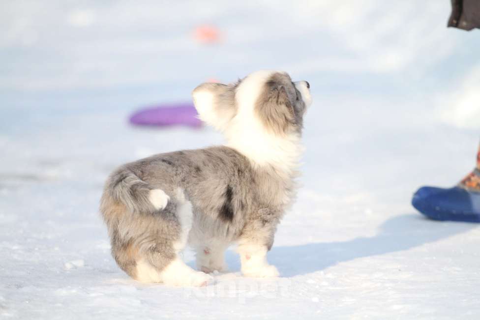 Собаки в Москве: Вельш корги кардиган -мальчик Мальчик, 60 000 руб. - фото 7