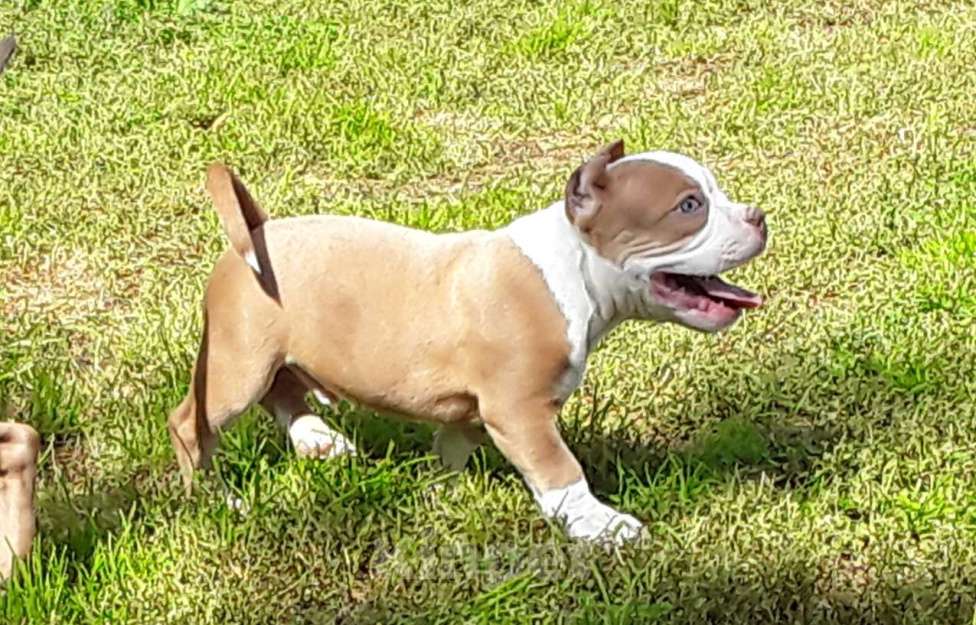 Собаки в Новосибирске: Рыже лиловый мальчишка Американский булли Мальчик, 80 000 руб. - фото 6