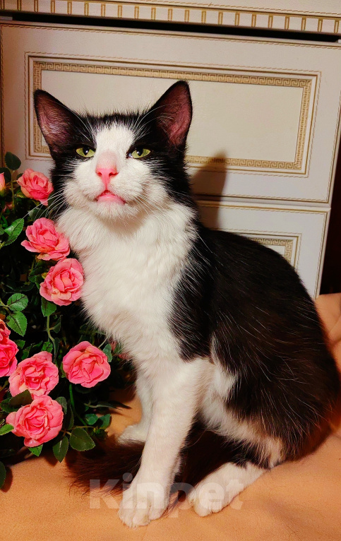 Кошки в Уфе: Котик подросток в добрые руки Мальчик, Бесплатно - фото 3