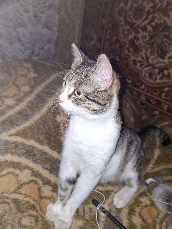 Кошки в Москве: Очаровательная Мисси в поисках дома Девочка, Бесплатно - фото 1