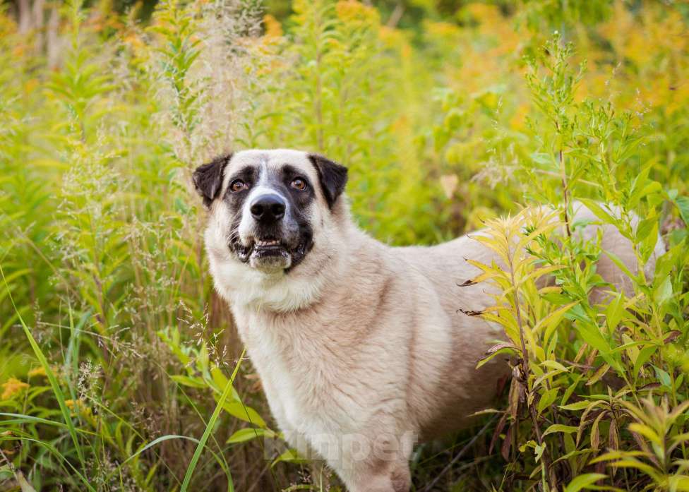 Собаки в Москве: Красивая молодая собака в добрые руки! Девочка, Бесплатно - фото 5