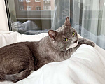 Кошки в Москве: Роскошный кот Мускат ищет дом, в добрые руки Мальчик, Бесплатно - фото 7