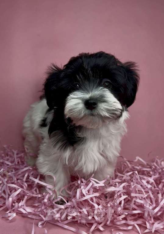 Собаки в Москве: Мальтипу- девочка. Девочка, Бесплатно - фото 2