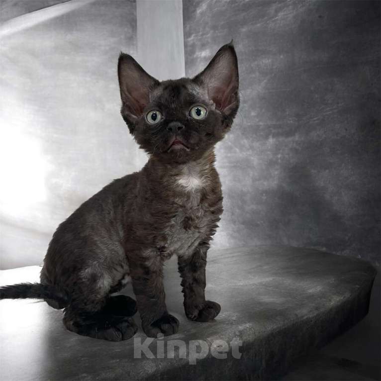Кошки в Москве: Котенок Девон Рекс девочка дымчатая Девочка, 65 000 руб. - фото 6
