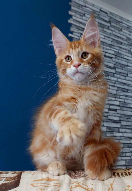 Кошки в Сочи: Котёнок Мейн кун Мальчик, 60 000 руб. - фото 1