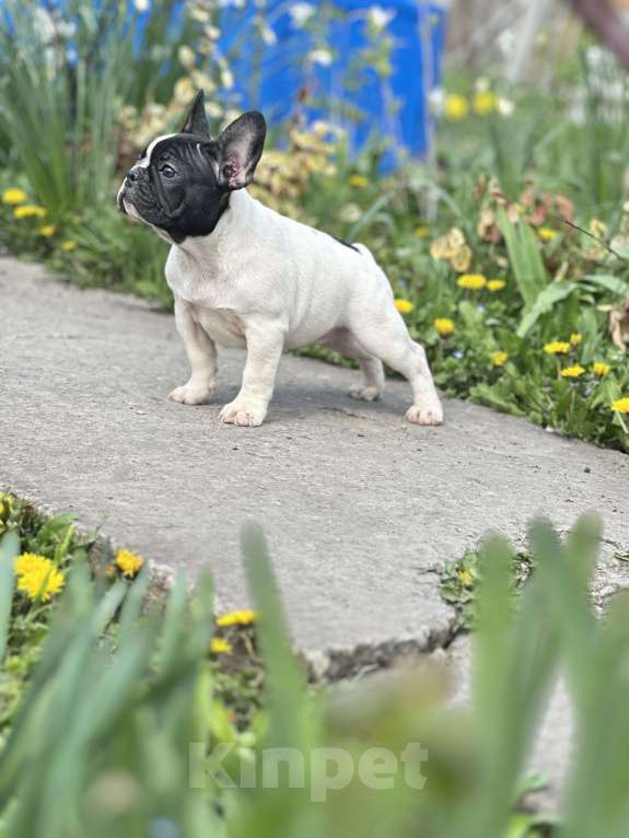Собаки в Москве: Стандарт ркф и цветные францущы от проф заводчика Девочка, Бесплатно - фото 7