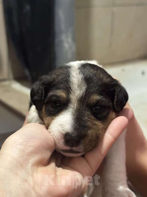 Собаки в других городах Краснодарского края: Фокстерьер Девочка, 15 000 руб. - фото 3