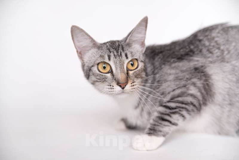 Кошки в Москве: Красавица-кошка снежного окраса Александра в дар Девочка, 1 руб. - фото 3