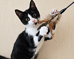 Кошки в Одинцово: Котик в добрые руки Мальчик, Бесплатно - фото 1