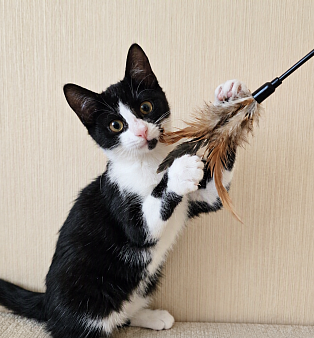 Котик в добрые руки