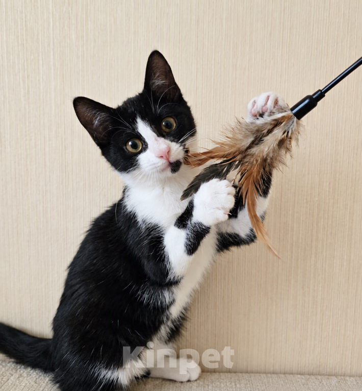 Кошки в Одинцово: Котик в добрые руки Мальчик, Бесплатно - фото 1