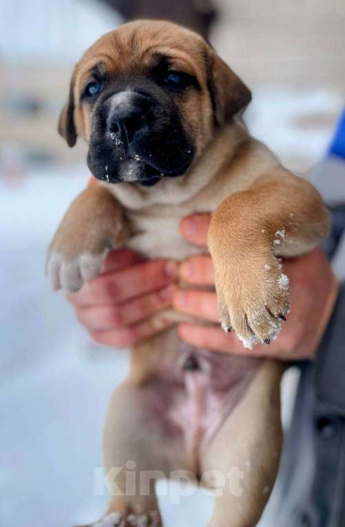 Собаки в Москве: Щенки Мальчик, Бесплатно - фото 6