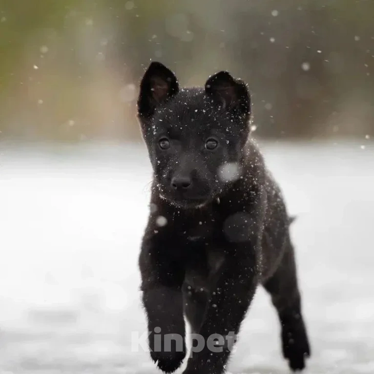 Собаки в Лобне: Крошенька Буся в срочных поисках своей семьи Девочка, Бесплатно - фото 2