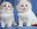 Кошки в Санкт-Петербурге: Рэгдолл мальчик Мальчик, 80 000 руб. - фото 3