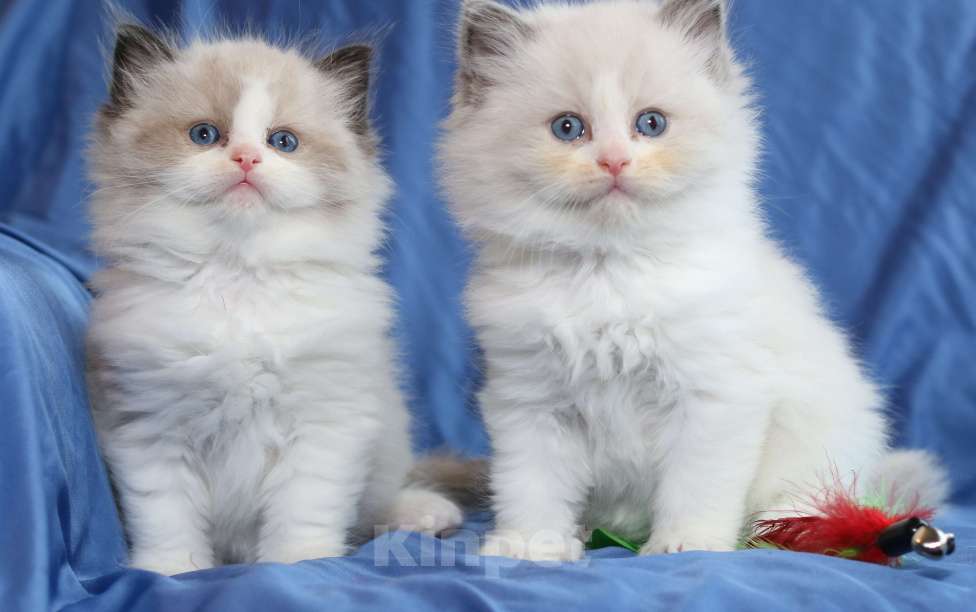 Кошки в Санкт-Петербурге: Рэгдолл мальчик Мальчик, 80 000 руб. - фото 3