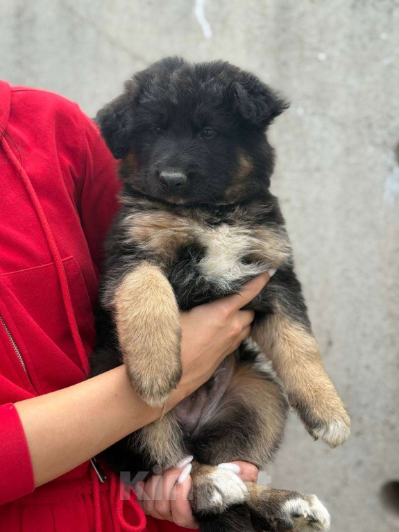 Собаки в Казани: Щенок немецкой овчарки  Мальчик, 20 000 руб. - фото 2