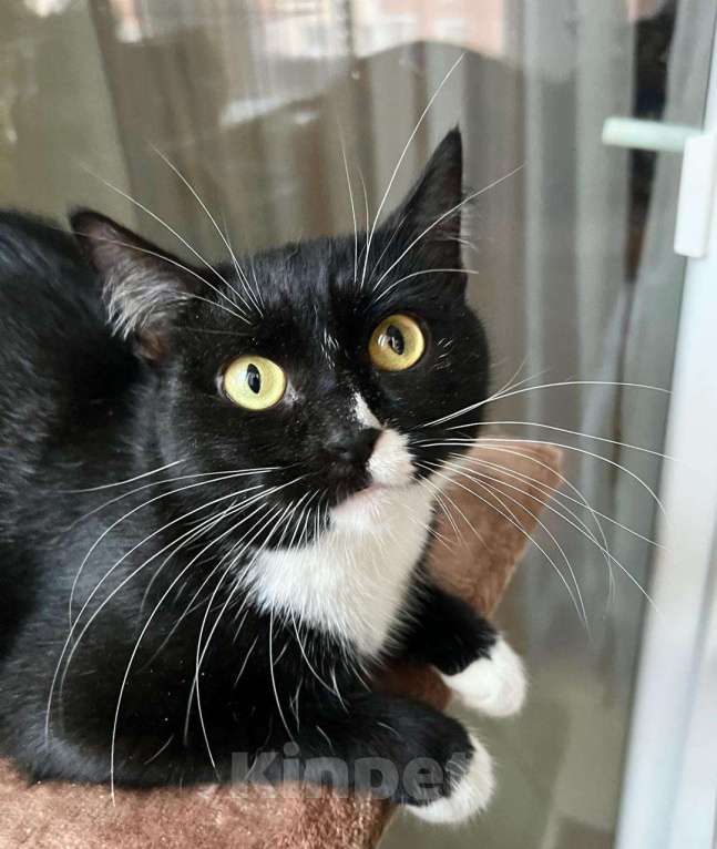 Кошки в Москве: В дар кошечка Рокси - нежность и ласка Девочка, Бесплатно - фото 4