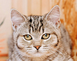 Кошки в Москве: Котенок девочка  Девочка, 100 руб. - фото 3