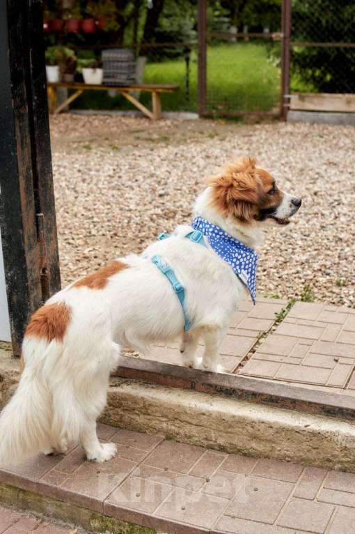 Собаки в других городах Московской области: Арни ищет семью Мальчик, Бесплатно - фото 4