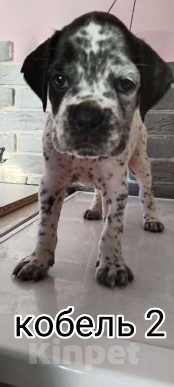 Собаки в Элисте: Стафф-боксеры Разнополые, 2 000 руб. - фото 3