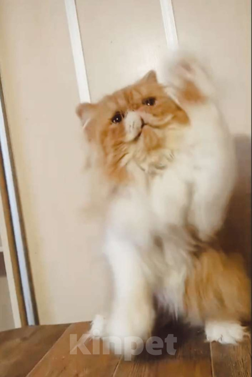 Кошки в Новосибирске: Персидский котик  Мальчик, 50 000 руб. - фото 4