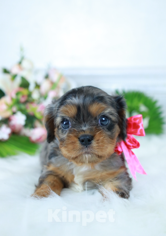 Собаки в Москве: ✨❤️Доступна для бронирования малышка кавалер кинг чарльз спаниеля — уникальный мраморный окрас!✨❤️ Девочка, Бесплатно - фото 1