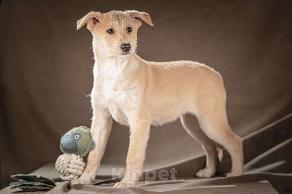 Собаки в Клине: Мелани — послушная леди готова стать вашей гордостью Девочка, Бесплатно - фото 4