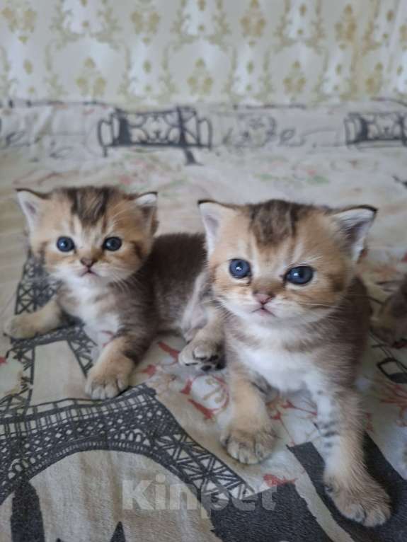 Кошки в Симферополе: 2 мальчика шотландских  Мальчик, 15 000 руб. - фото 7