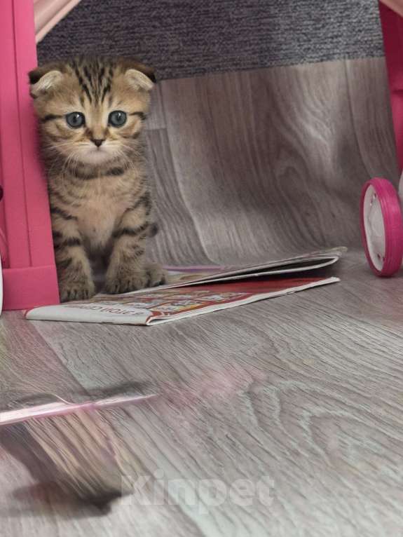 Кошки в Астрахани: Вислоухие шотландские котятя Мальчик, 4 000 руб. - фото 5