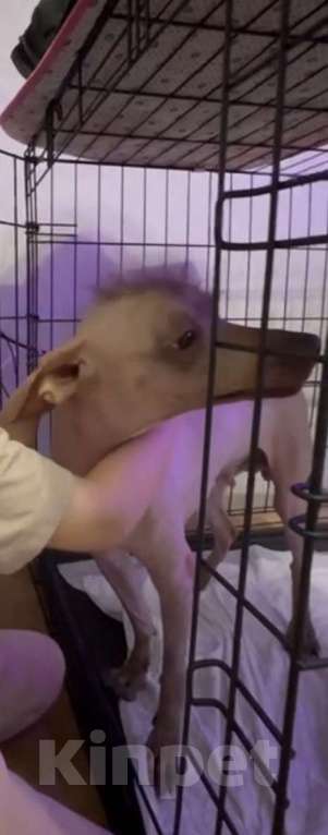 Собаки в Челябинске: ксолоицкуинтли мексиканская голая Девочка, 4 999 руб. - фото 1