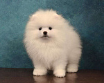 Собаки в Москве: Прелестный померанский шпиц Мальчик, 35 000 руб. - фото 3