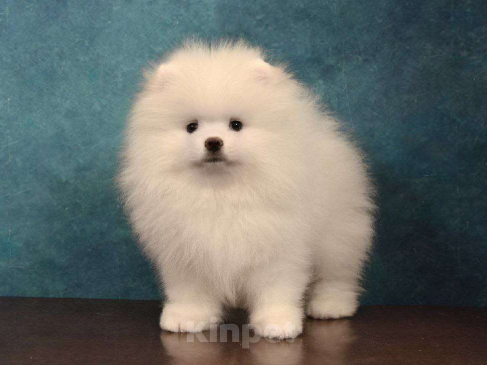 Собаки в Москве: Прелестный померанский шпиц Мальчик, 35 000 руб. - фото 3