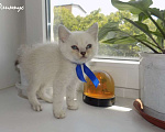 Кошки в Москве: Шотландский прямоухий короткошёрстный котёнок Мальчик, 15 000 руб. - фото 1