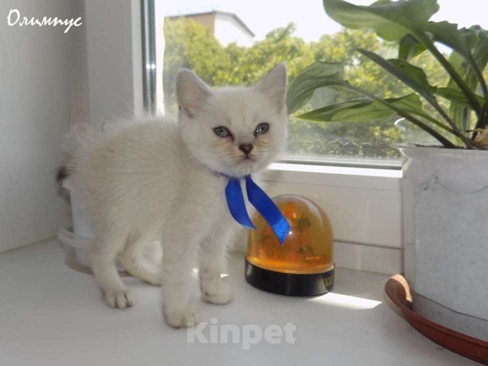 Кошки в Москве: Шотландский прямоухий короткошёрстный котёнок Мальчик, 15 000 руб. - фото 1