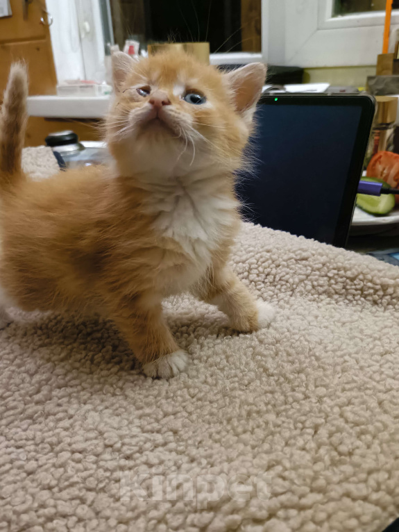 Кошки в других городах Ленинградской области: Мотя Мальчик, Бесплатно - фото 3