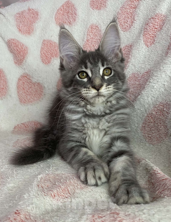 Кошки в Дмитрове: Голубая мраморная девочка мейн кун Zamira Девочка, 20 000 руб. - фото 1