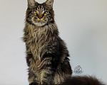 Кошки в Новосибирске: Самые ласковые мини рыси Мальчик, 25 000 руб. - фото 5