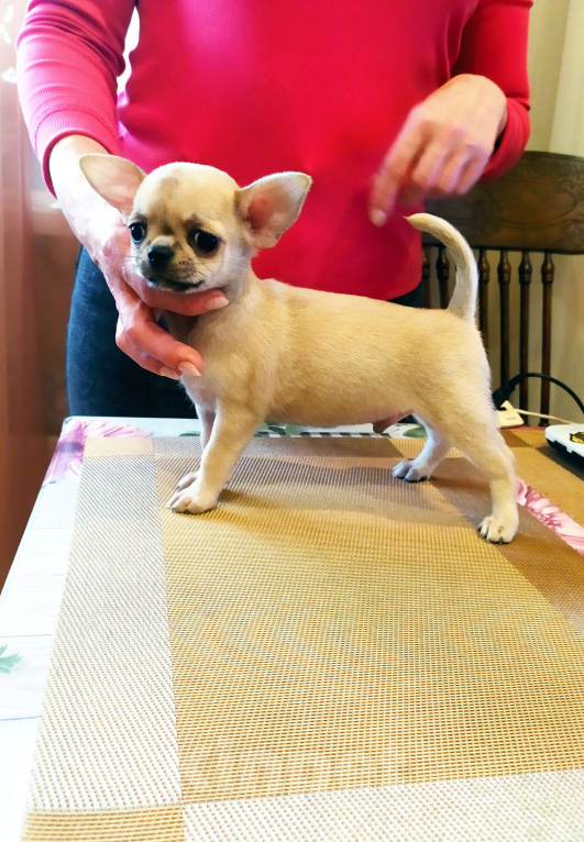 Собаки в Москве: супер мальчишка чихуахуа Мальчик, 50 000 руб. - фото 7