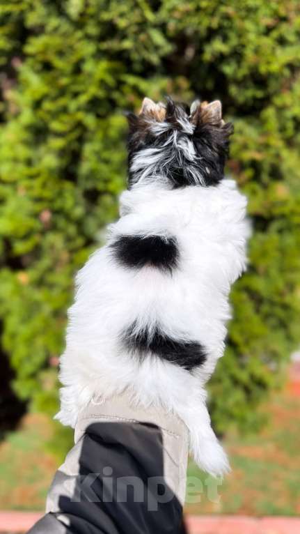 Собаки в Москве: Шикарная девочка Бивер Девочка, Бесплатно - фото 4