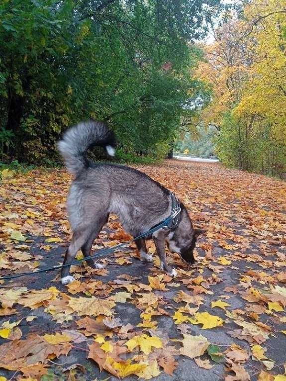 Собаки в Москве: Метис американской акиты Симба в добрые руки Девочка, Бесплатно - фото 6